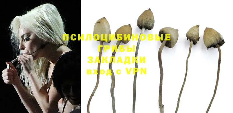 Галлюциногенные грибы Magic Shrooms Вытегра